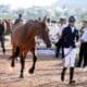 Record participation at EFI National Qualifier hosted by Nasr Polo in Hyderabad